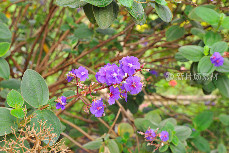 urvilleana的Rwandan Tibouchina